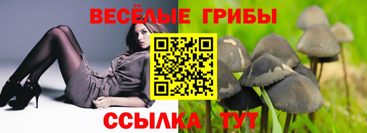 Галлюциногенные грибы Psilocybine cubensis  Галлюциногенные грибы прущие грибы  Вход с VPN  Киселёвск 